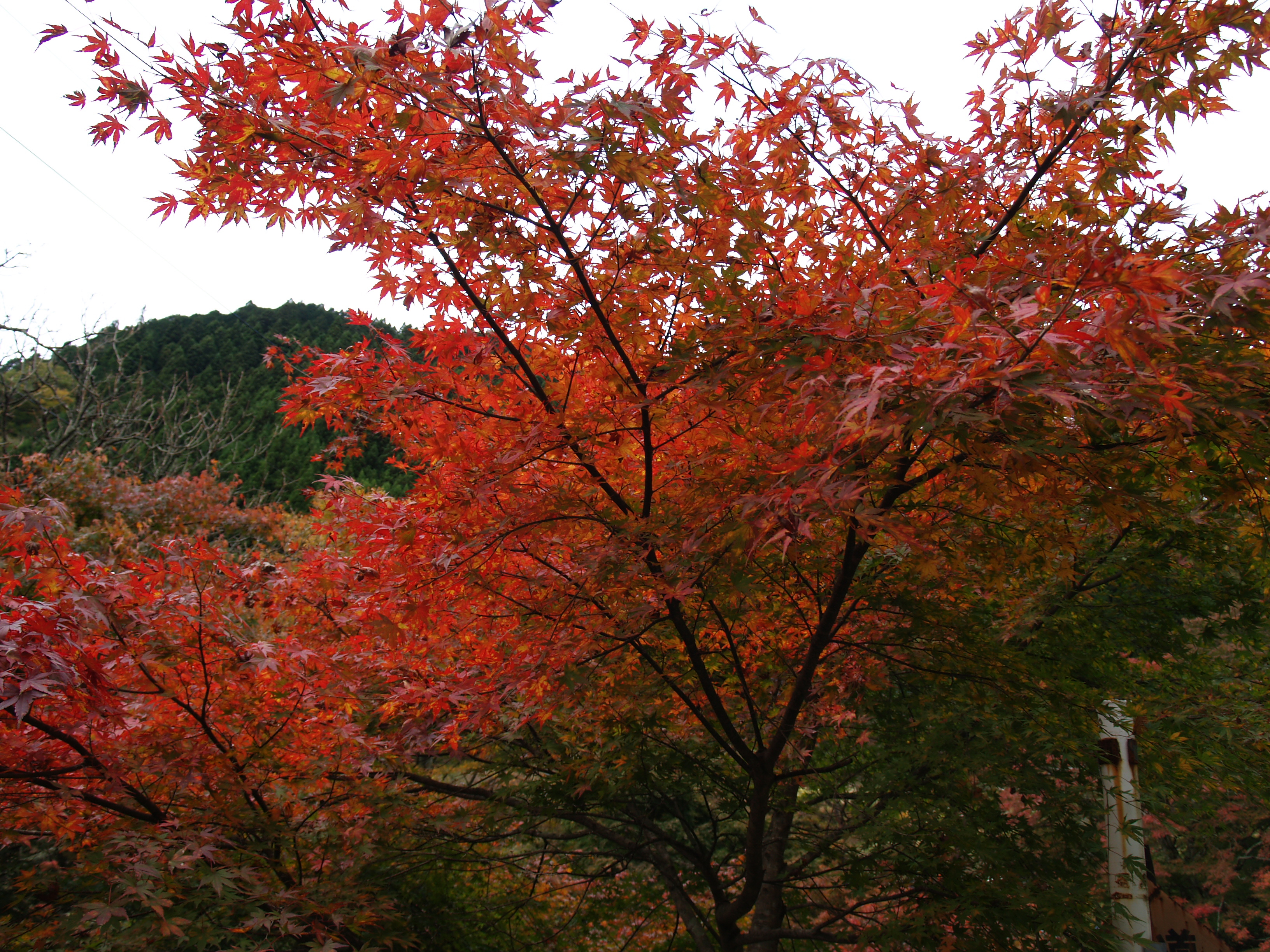http://www.ttcbn.net/no_second_life/P1018747.jpg