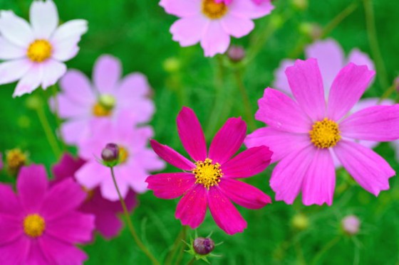 pixta_11250064_S
