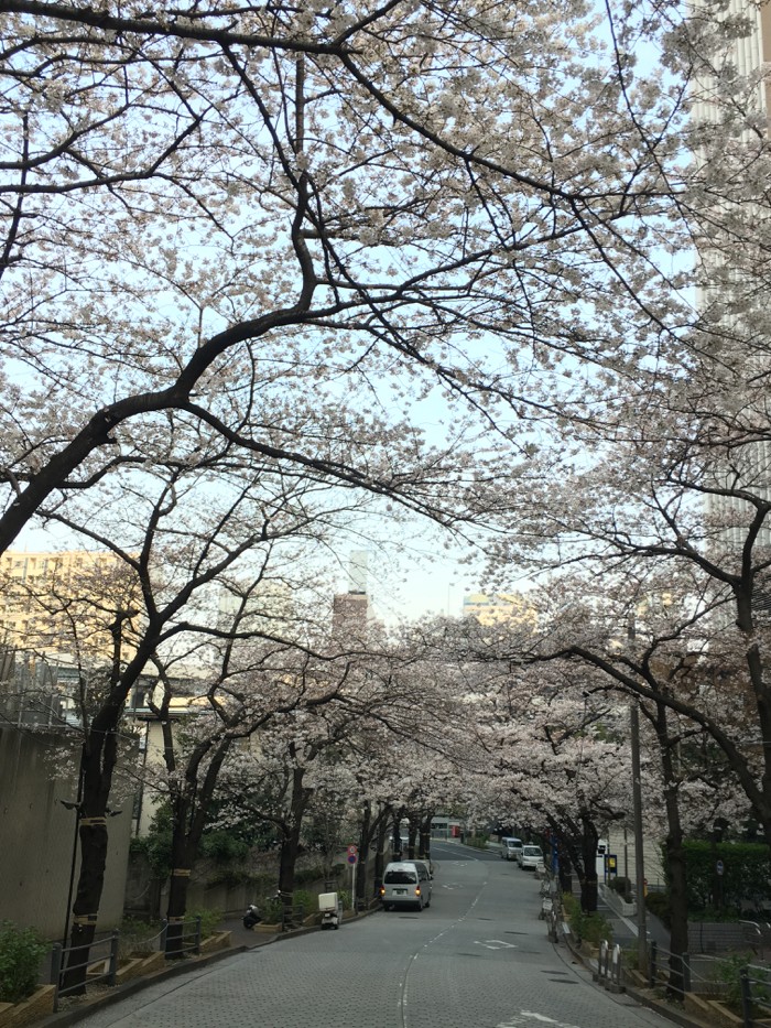 東京都港区 麻布 六本木 桜の名所 お花見スポット紹介 アークヒルズ スペイン坂 桜坂 The Third Stage